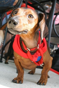 20090801-Fundraiser at the Grove-253 Doggie meet-up, Prada's birthday party, and Susan G. Komen Fundraiser, at the Grove.