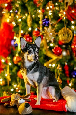 20121210-truffles xmas-008