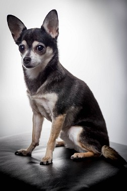 20150329-truffles-002